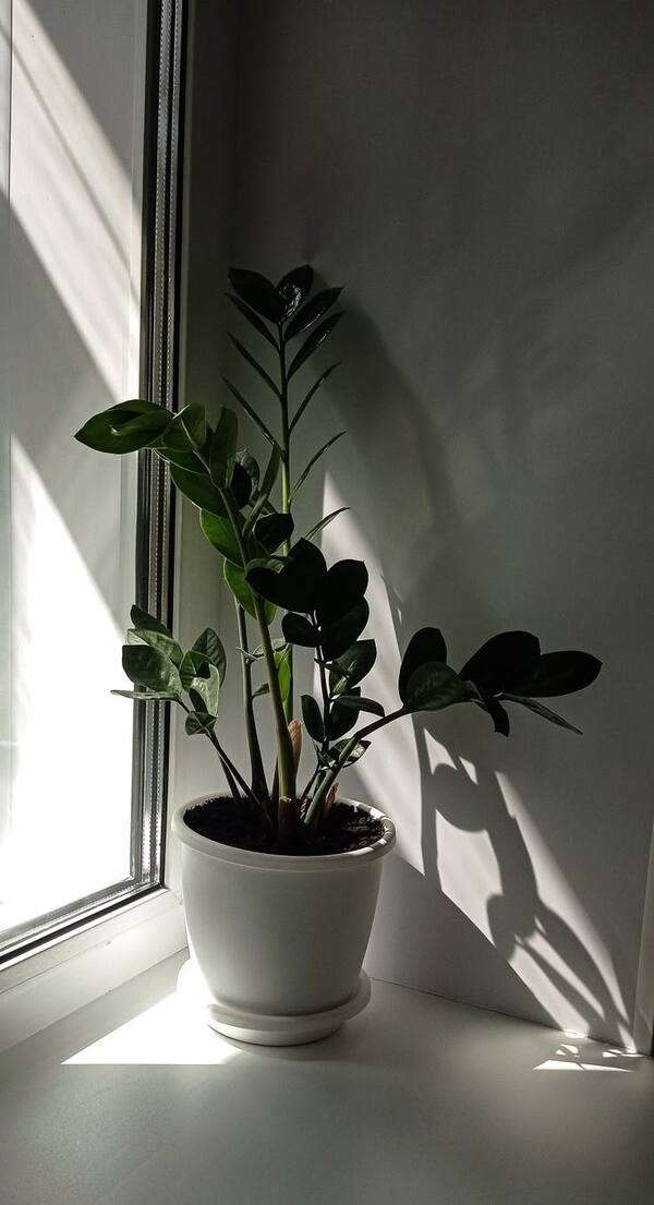 Zelené rostliny v květináčích v klidném světlém prostoru